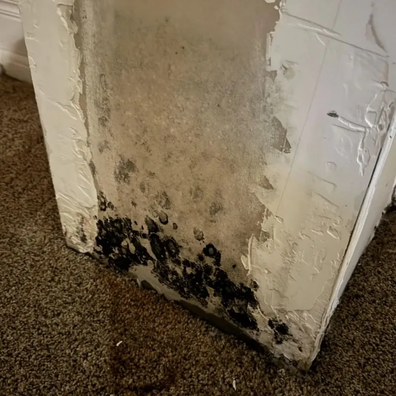 Professional Mold Removal in Blue Ridge, GA